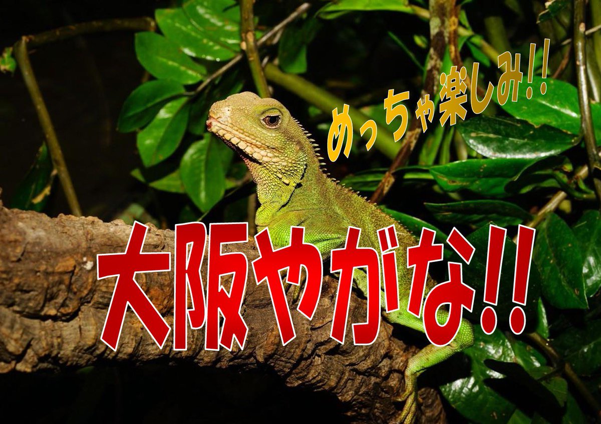 🦎イベント出店します🦎

3月22日（日曜日）
ジャングルハンター
📍つるやホール

爬虫類好きには
めちゃくちゃ楽しいイベント✨

Ashiatoも
生体＆ハンドメイド持って行きます☺️

ぜひ遊びに来てください🔥

#ジャングルハンター
#爬虫類イベント
#レオパ
#爬虫類好き