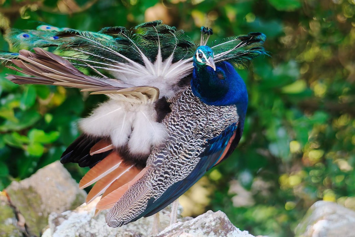 Joe 𝕏 上鍵 忠志 （じょうかぎ ただし） 🇳🇿 tweet media