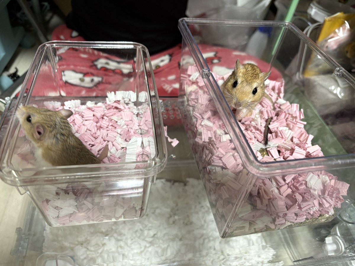 雪飴（キャロ🥕クラゲ🪼モミジ、カエデ🍁ポプラ🌳ヘルメッコ） tweet media