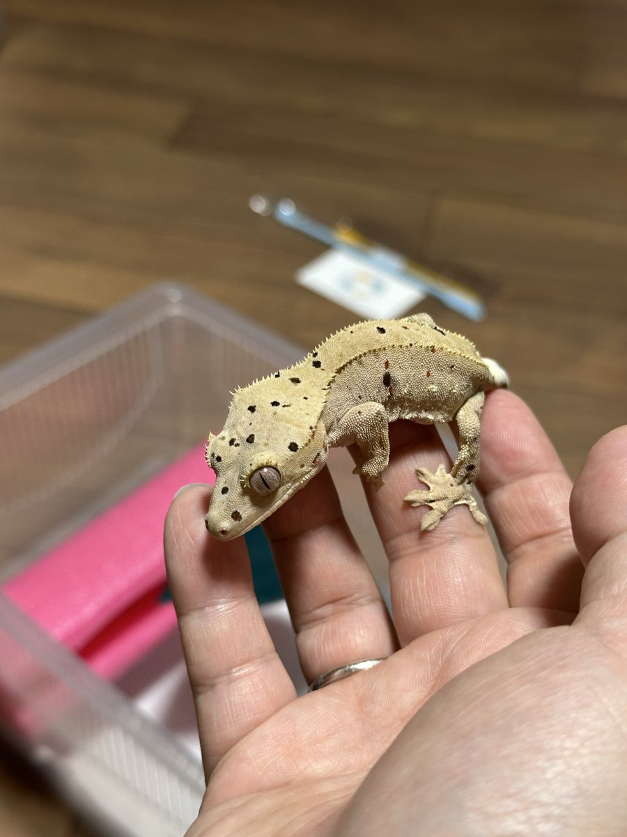 雪飴（キャロ🥕クラゲ🪼モミジ、カエデ🍁ポプラ🌳ヘルメッコ） tweet media