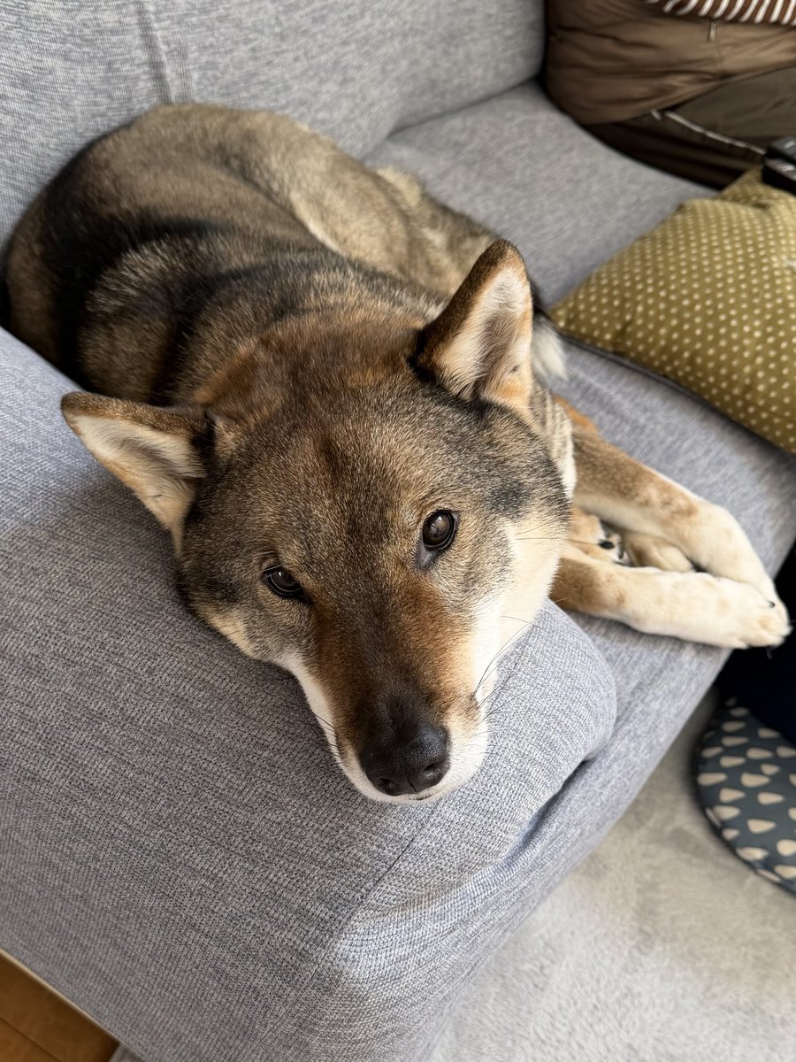 kichitada tweet media