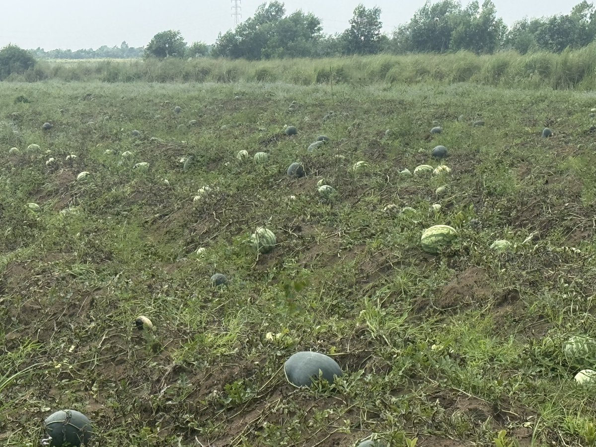 Alix_rdc's tweet photo. Après la maison du père, le champ. Vaut mieux servir le pays comme #agriculteur que devenir #terroriste par frustration et convoitise des postes politiques. #fier . https://t.co/wMrl59Dtdk