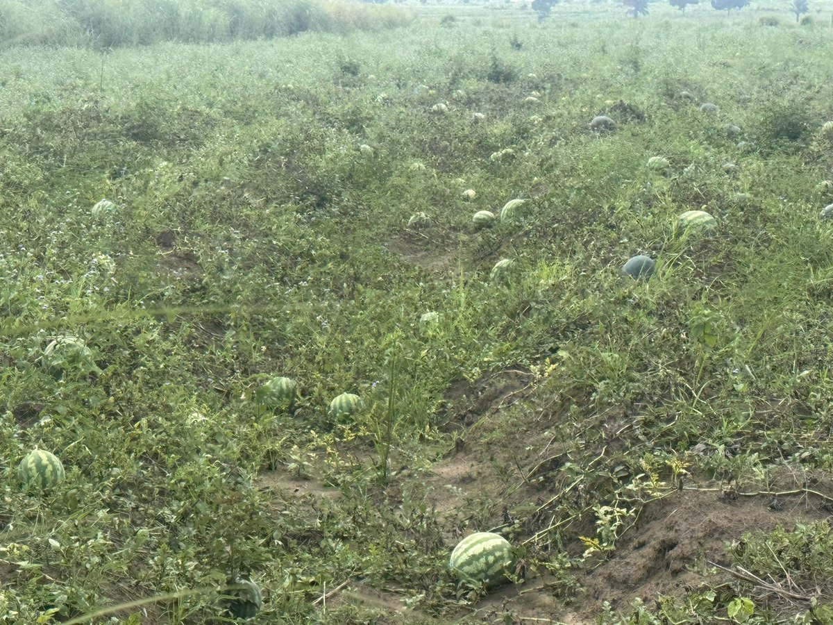 Alix_rdc's tweet photo. Après la maison du père, le champ. Vaut mieux servir le pays comme #agriculteur que devenir #terroriste par frustration et convoitise des postes politiques. #fier . https://t.co/wMrl59Dtdk