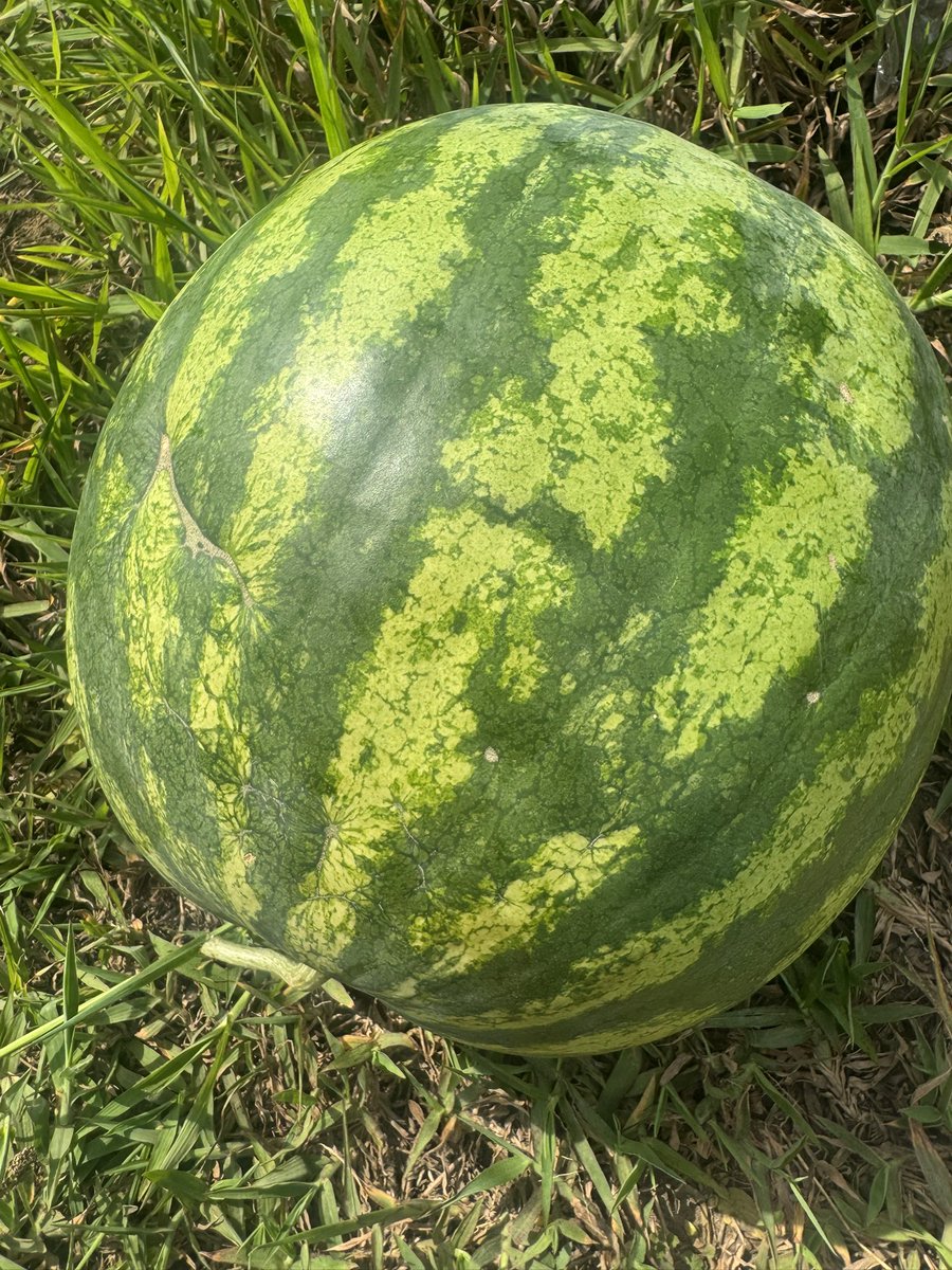 Alix_rdc's tweet photo. Après la maison du père, le champ. Vaut mieux servir le pays comme #agriculteur que devenir #terroriste par frustration et convoitise des postes politiques. #fier . https://t.co/wMrl59Dtdk