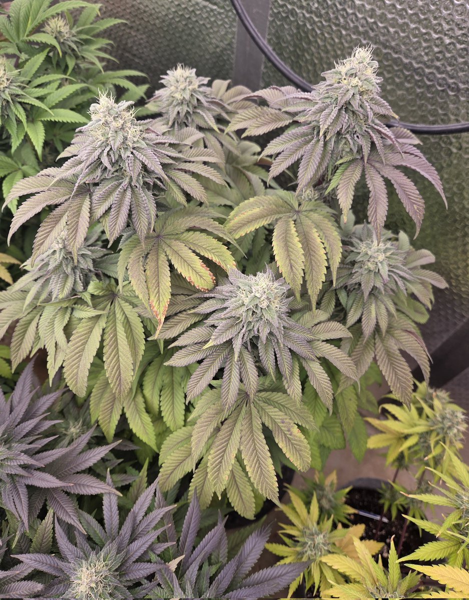 Steven Hornady tweet media