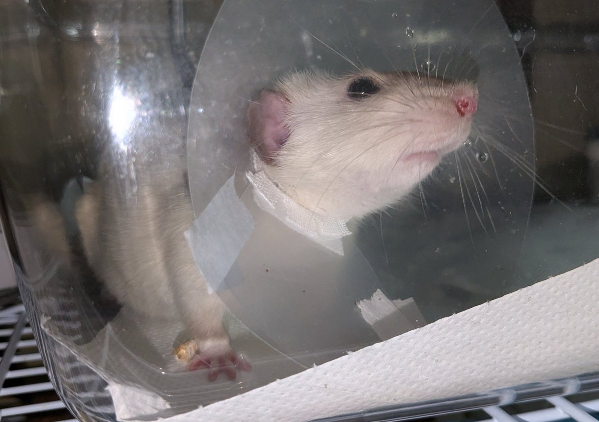 くぁな@絵/VRC/🐭 tweet media