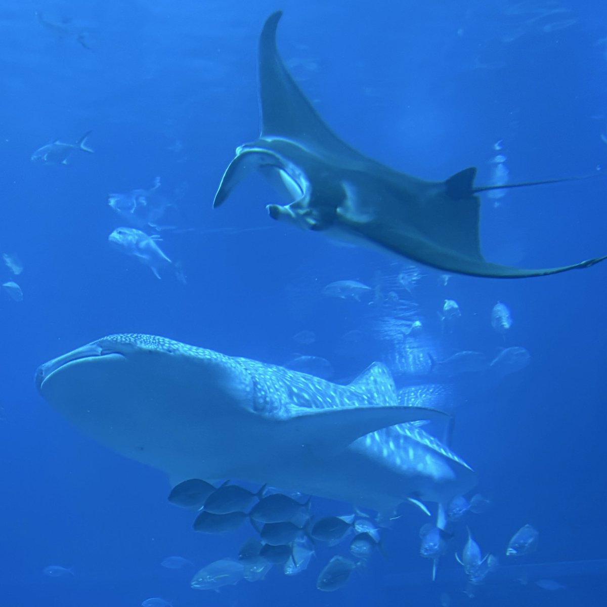 ぴょんなつ🐰🎨 tweet media