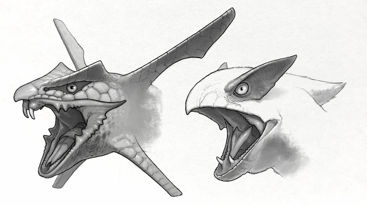 nao70shark tweet media