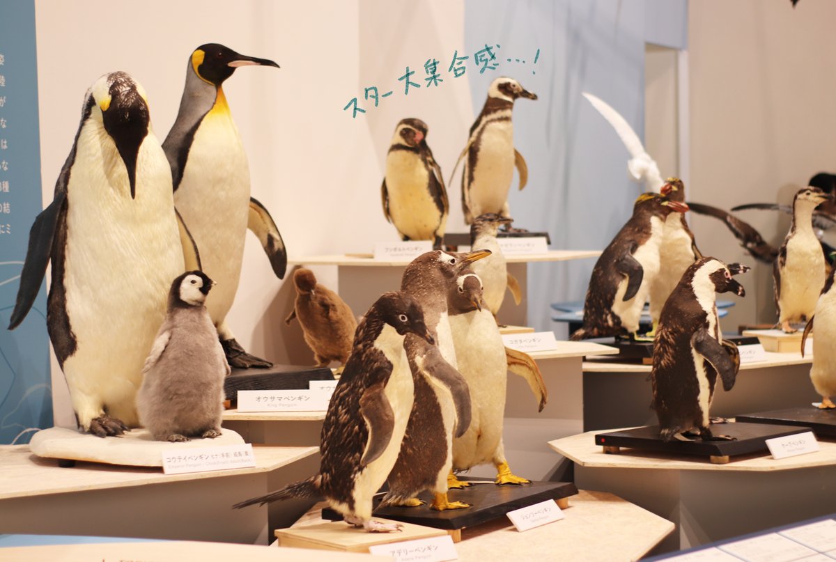 永田 鵄 tweet media