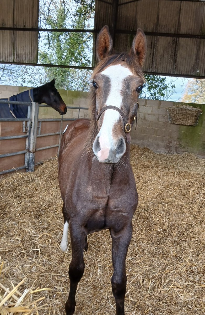 Dash Grange Stud tweet media