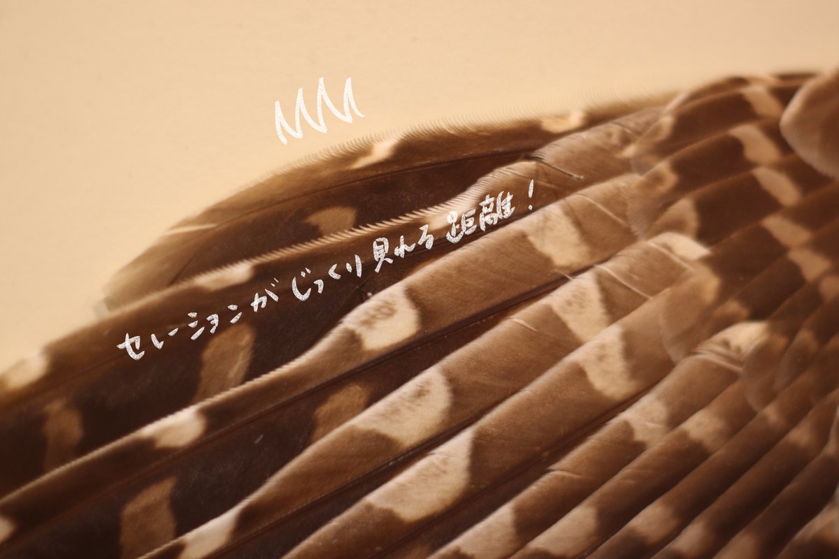 永田 鵄 tweet media