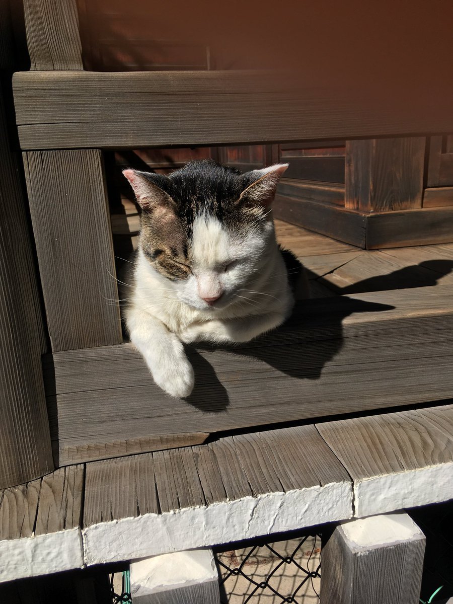 ぬばたま tweet media