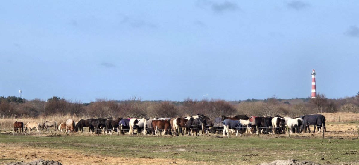 Simon Westerhof tweet media