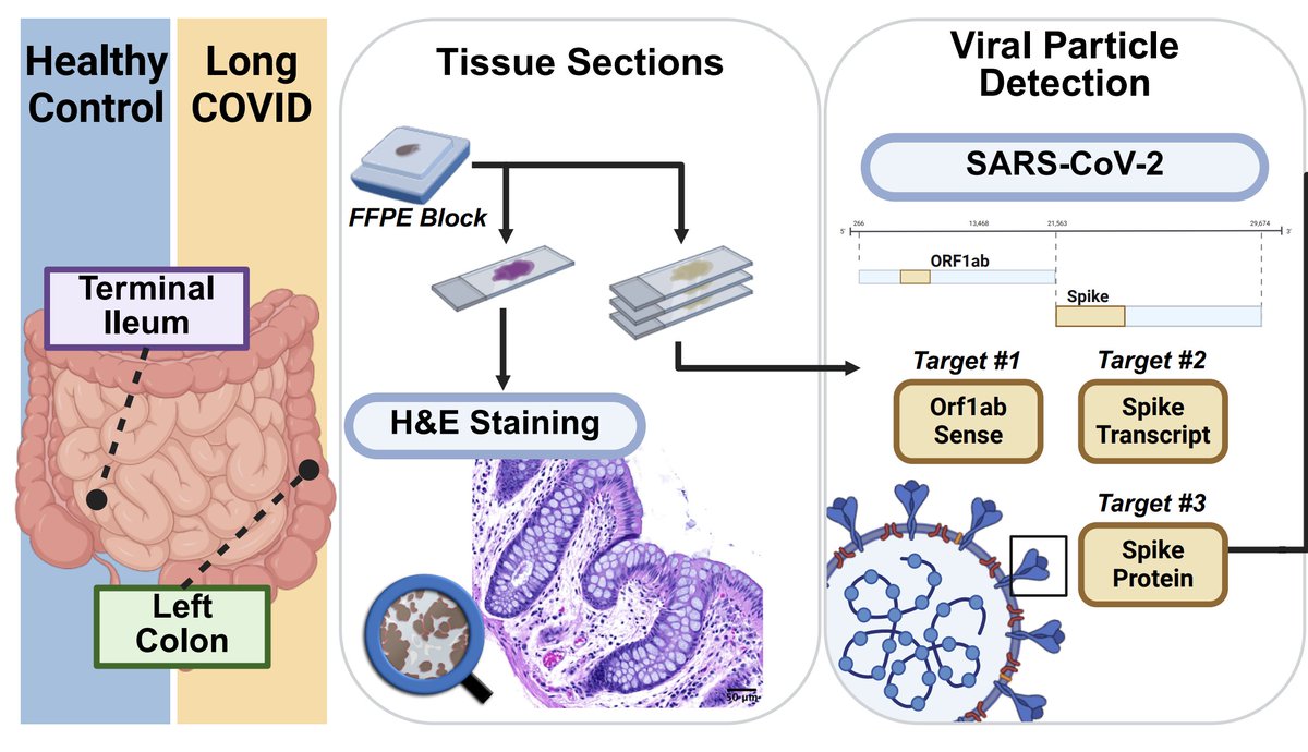 ME/CFS Science tweet media