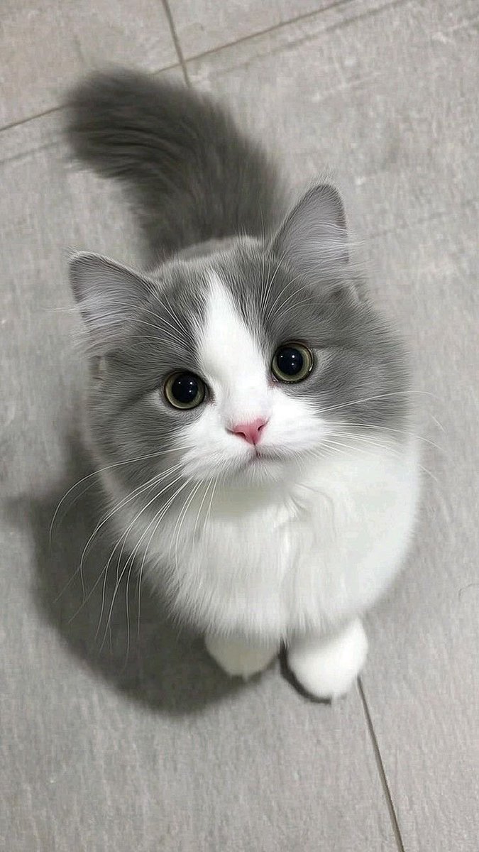 cutestscats's tweet photo. https://t.co/3delIPB3Ay