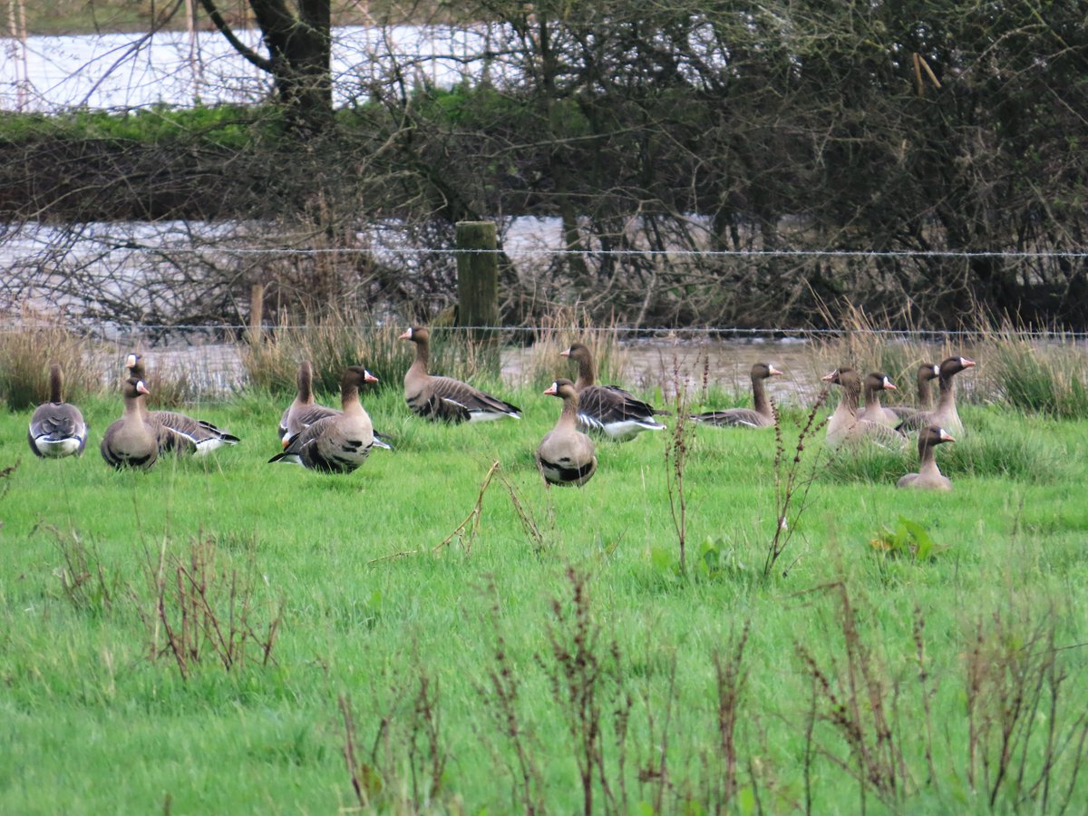 Shoreham Birding tweet media