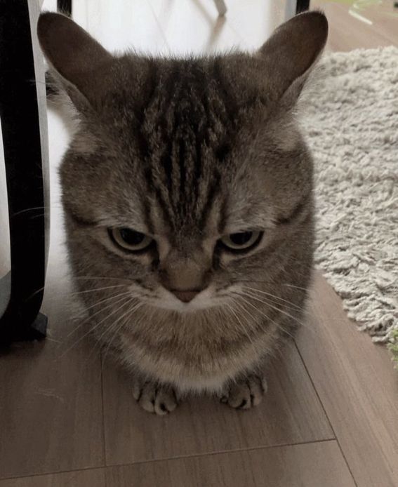 cutest cats tweet media