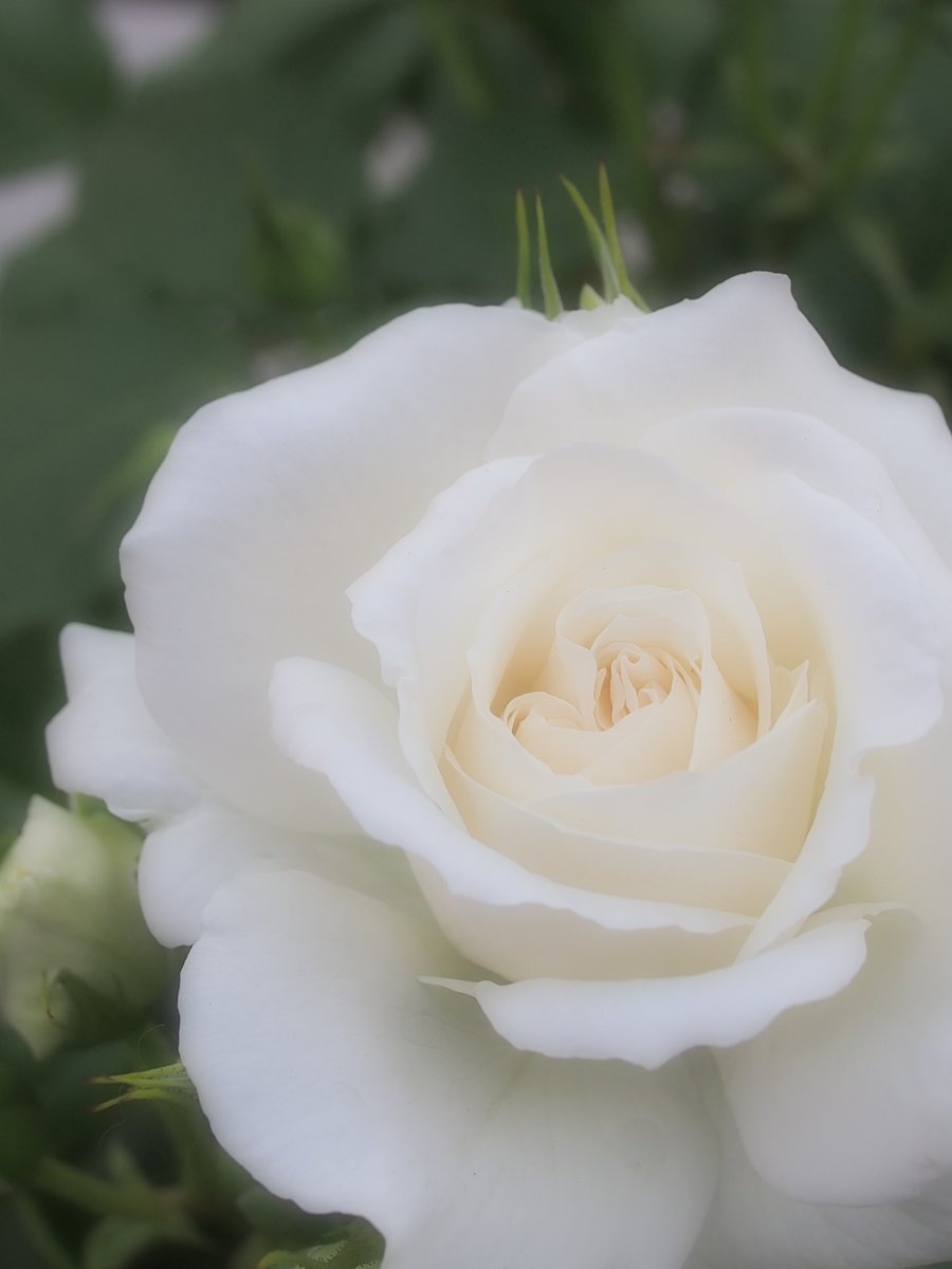 島津冴子公認FC Blue Moon tweet media