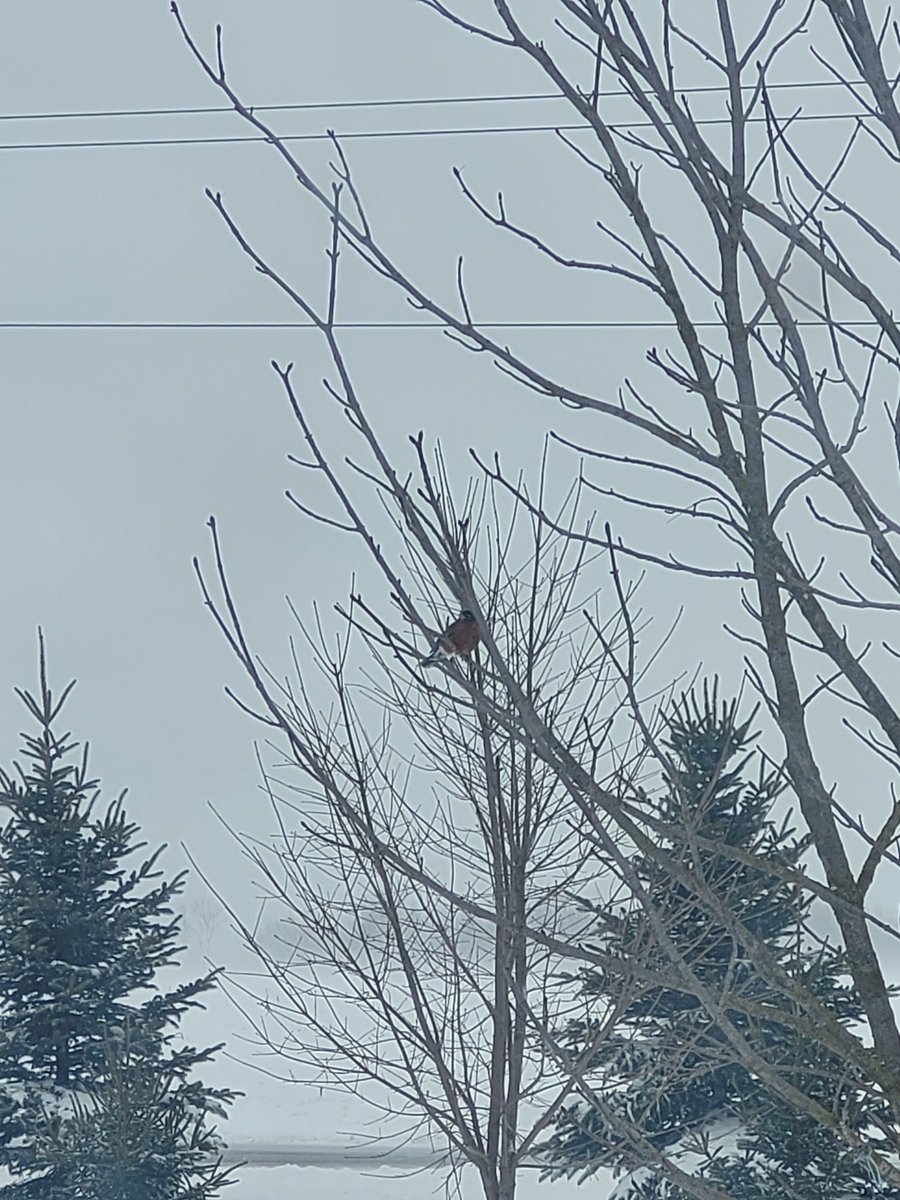 WxOntario1's tweet image. Poor Robin is confused with cold temps and significant blowing snow, east of #Brussels

#OnWX #ONStorm