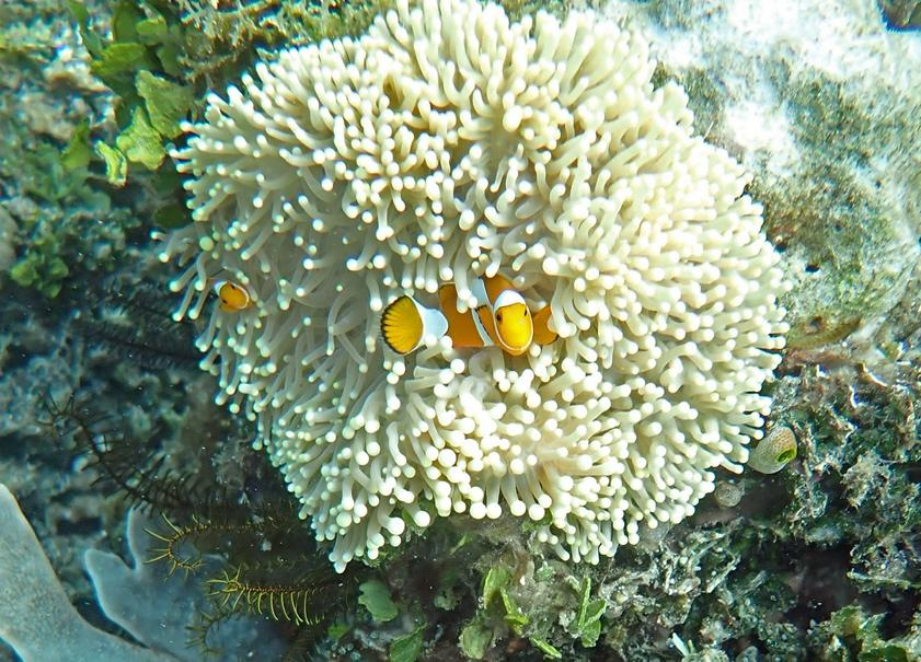 ICRSreefstudent's tweet photo. Fancy a #Reefbite of info?

THE MYSTERY OF MUCUS!
By Rebecca Campbell Gibbel

Read me --> https://t.co/LpEzlKz8gl https://t.co/F8bsHe7eCv