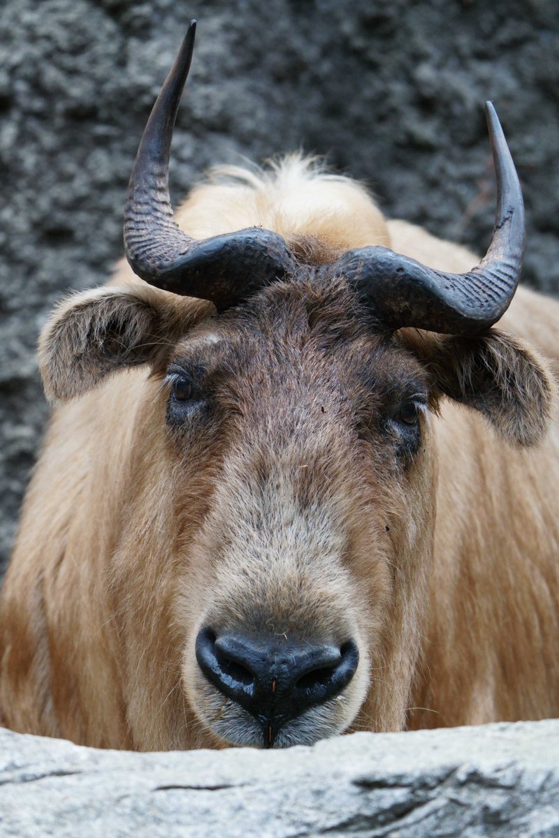 ねこのは tweet media