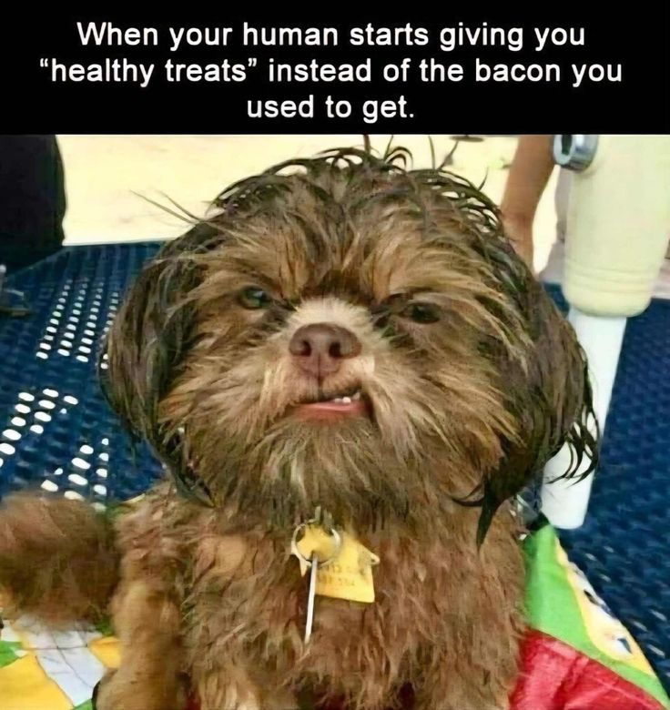 HealthCare_Pets's tweet photo. πππ
.
.
.
.
.
#FunnyMemes #PetMemes #DogMemes #FunnyDogMemes #FunnyPetMemes #PetParents #DogParents #DogOwner #PetOwners #DogOwners #DogLover #DogLovers #CanineLover #CanineLovers #PetLover #PetLovers #DogCompanion #DogObsession #DogObsessed #Treat #DogTreat #Treats #DogTreats https://t.co/NchEBZdq3Q