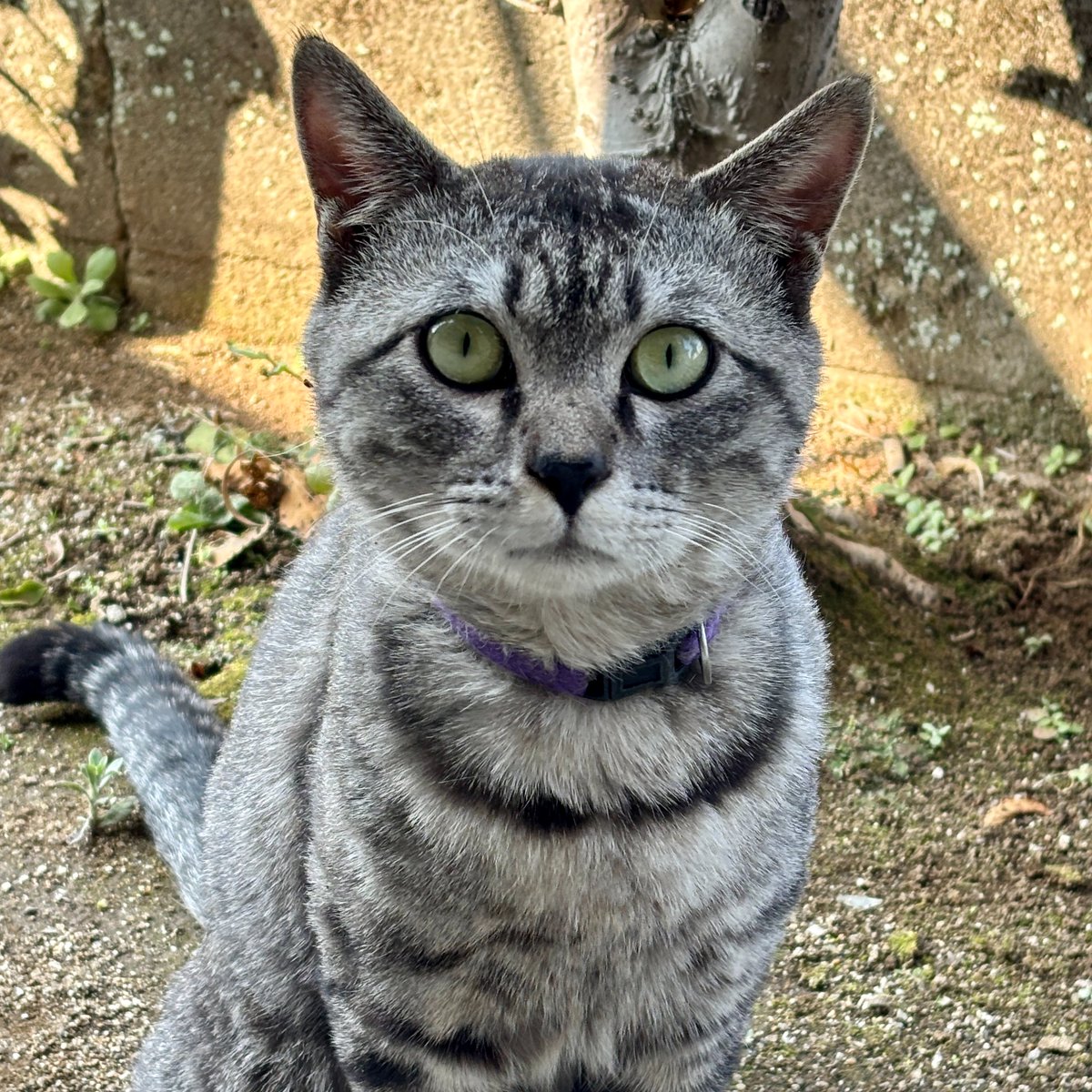 にゃんたまチャンネル@猫と遊べる温泉旅館 tweet media