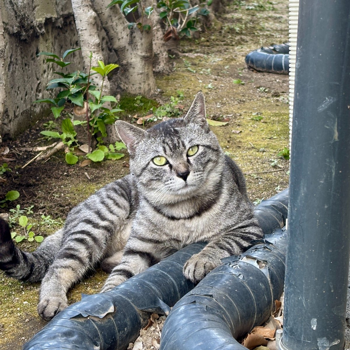 にゃんたまチャンネル@猫と遊べる温泉旅館 tweet media