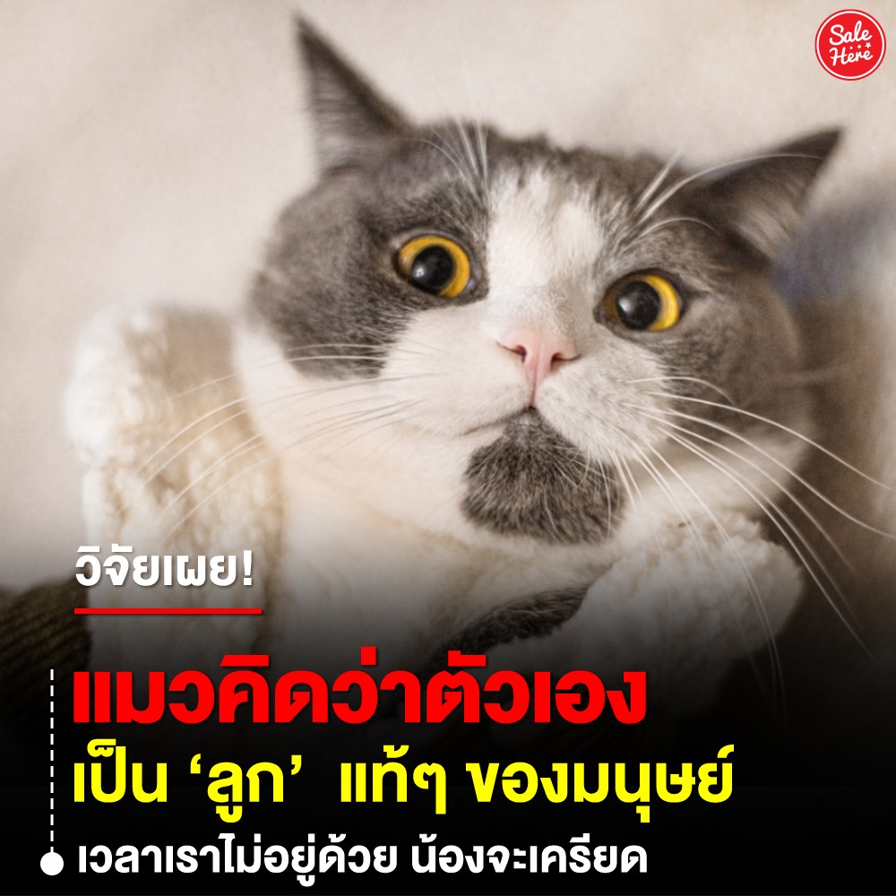 📣 วิจัยเผย! แมวคิดว่าตัวเองเป็นลูกเรา เราคือพ่อแม่แมว! 🐱🐾
แมว 64% เครียดเมื่อเราไม่อยู่!

📌ดูเพิ่มเติม > facebook.com/salehere/posts…

#SaleHere #เซลเฮียร์ #วิจัย