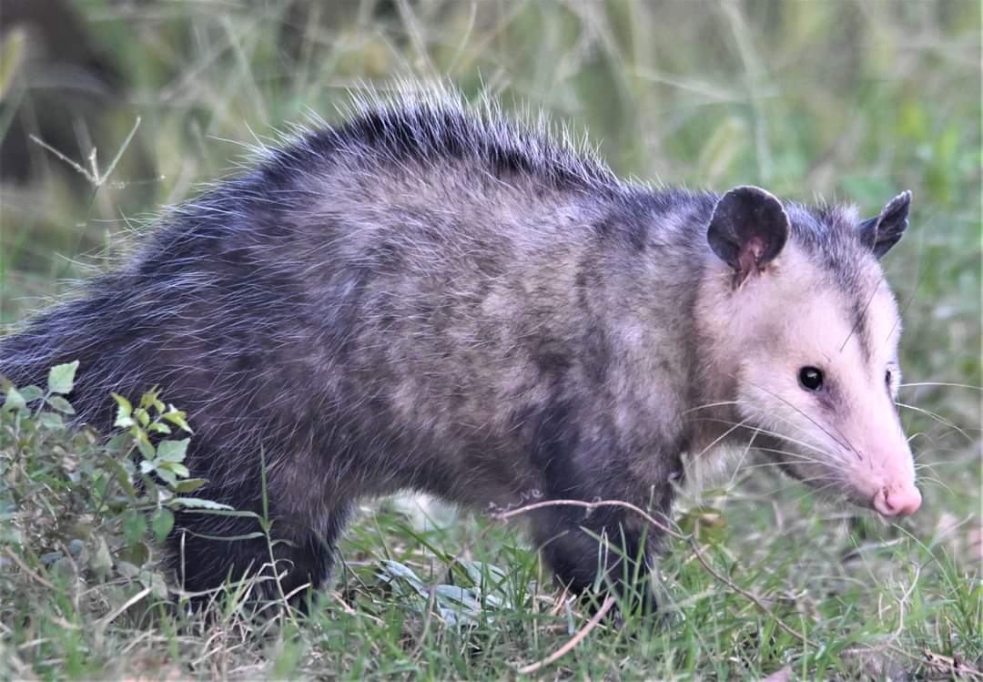 Possum_Daily tweet media