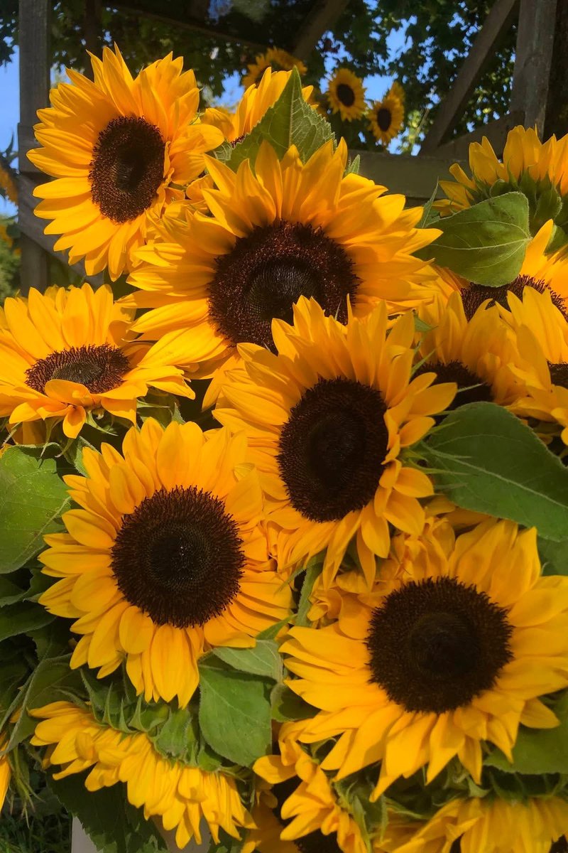 sunflowerchives's tweet photo. Is sunflower your favorite flower? 🌻 https://t.co/cKTf2l8ekB