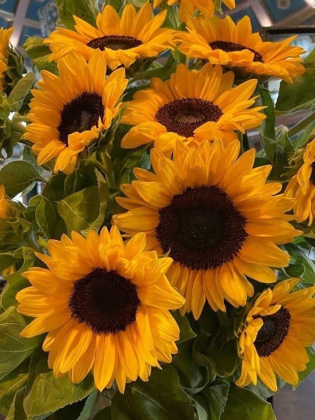 sunflowerchives's tweet photo. Is sunflower your favorite flower? 🌻 https://t.co/cKTf2l8ekB