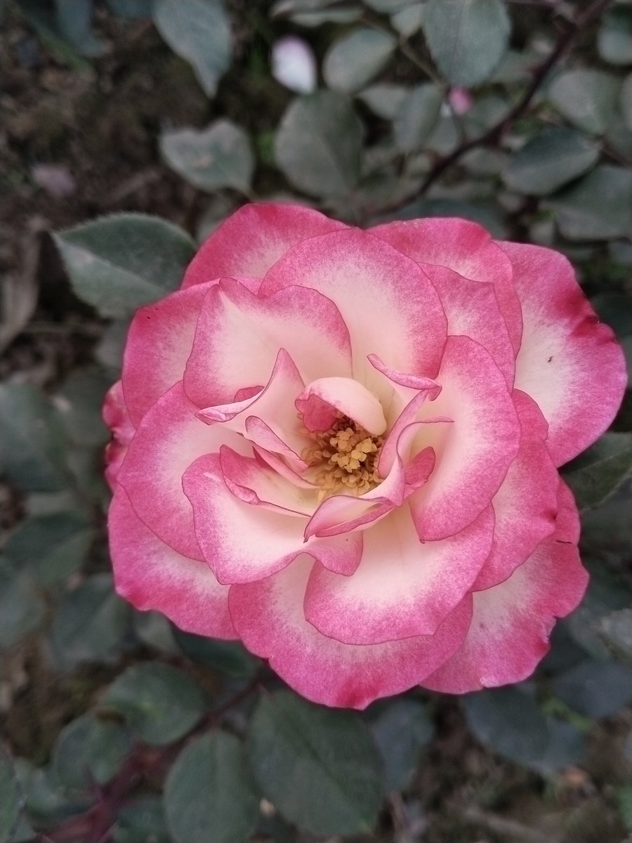 For all X family ♥️