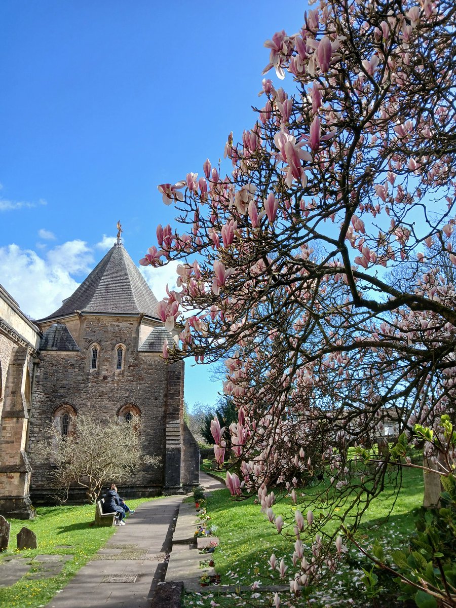 timhhartley's tweet photo. Sul y Mamau hapus i chi.
Oh Mother! 
❤️#MagnoliaWeek 🌸 https://t.co/j2hyFqPTHE