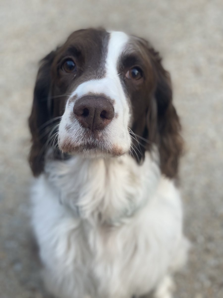 Jonah Goldberg tweet media