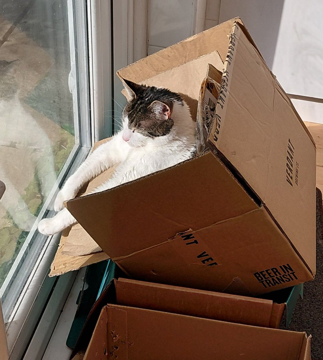 Susan Calman tweet media