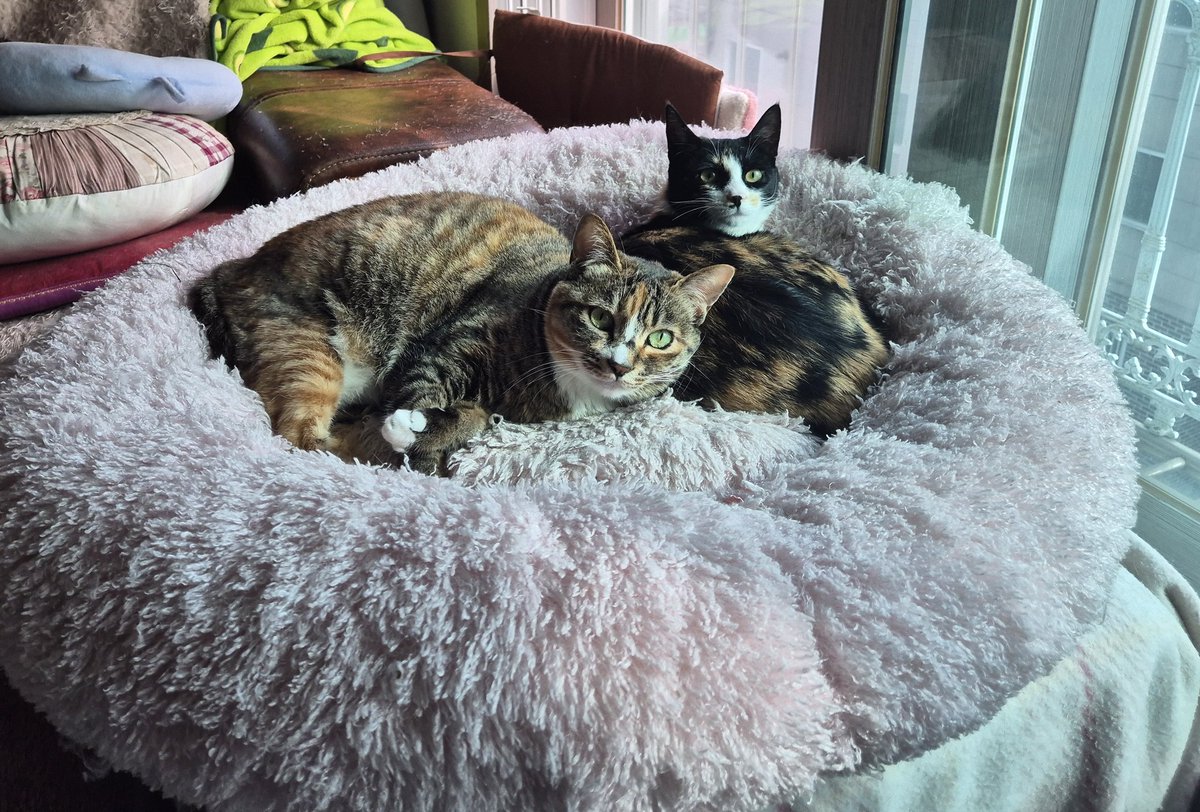 hongredcat's tweet photo. 귀여워서 사진 좀 찍으려고 했더니 눈 동그랗게 뜨고 쳐다보는 홍이. 잠이나 주무세요~
#고양이입양 #입양홍보 #임보 #사지말고입양하세요 https://t.co/hdgGWDb1Fb