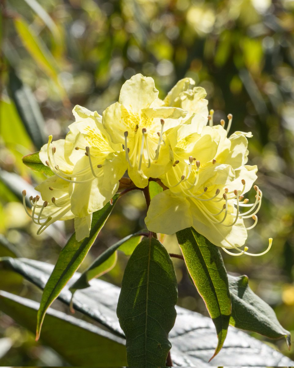 REAL JARDÍN BOTÁNICO tweet media