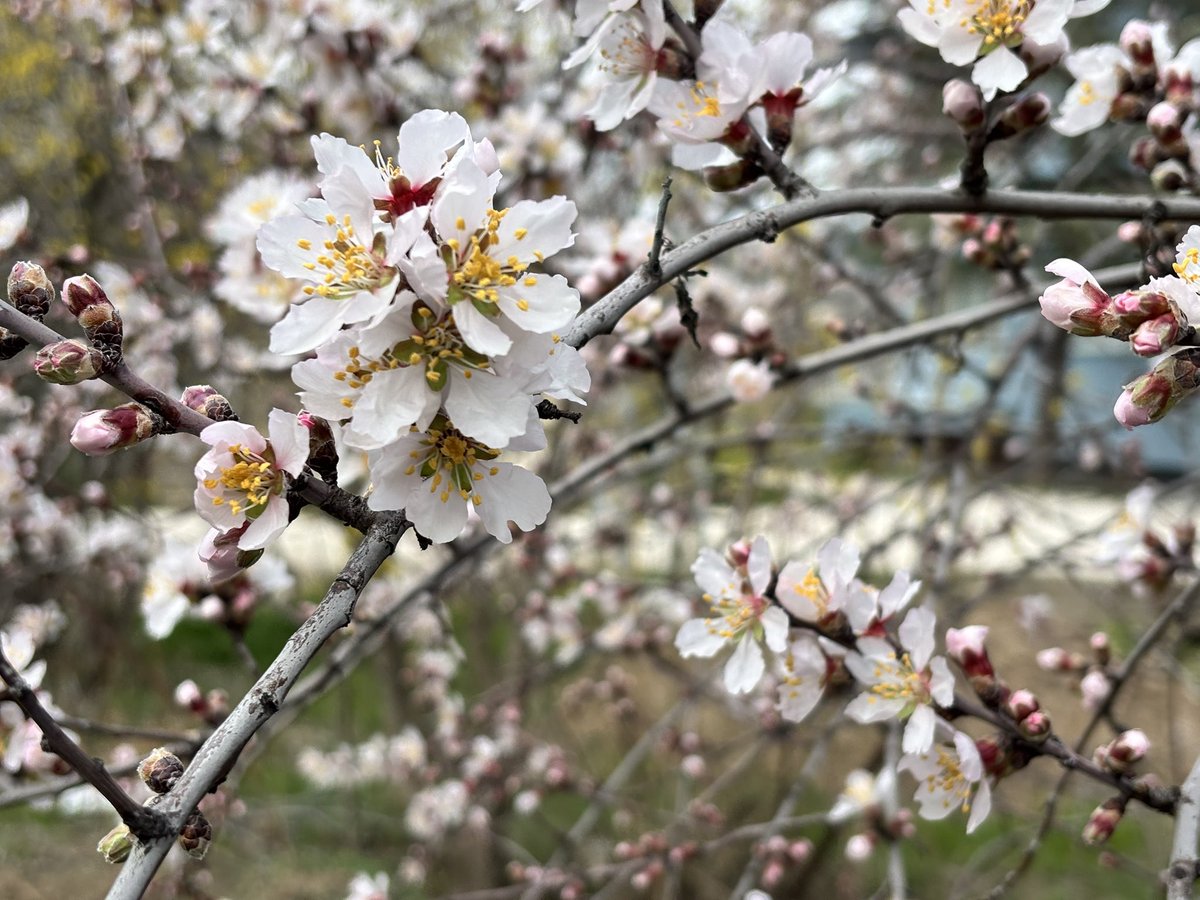 Bahar,kalbin en narin yerinde açar 🌸🌞
