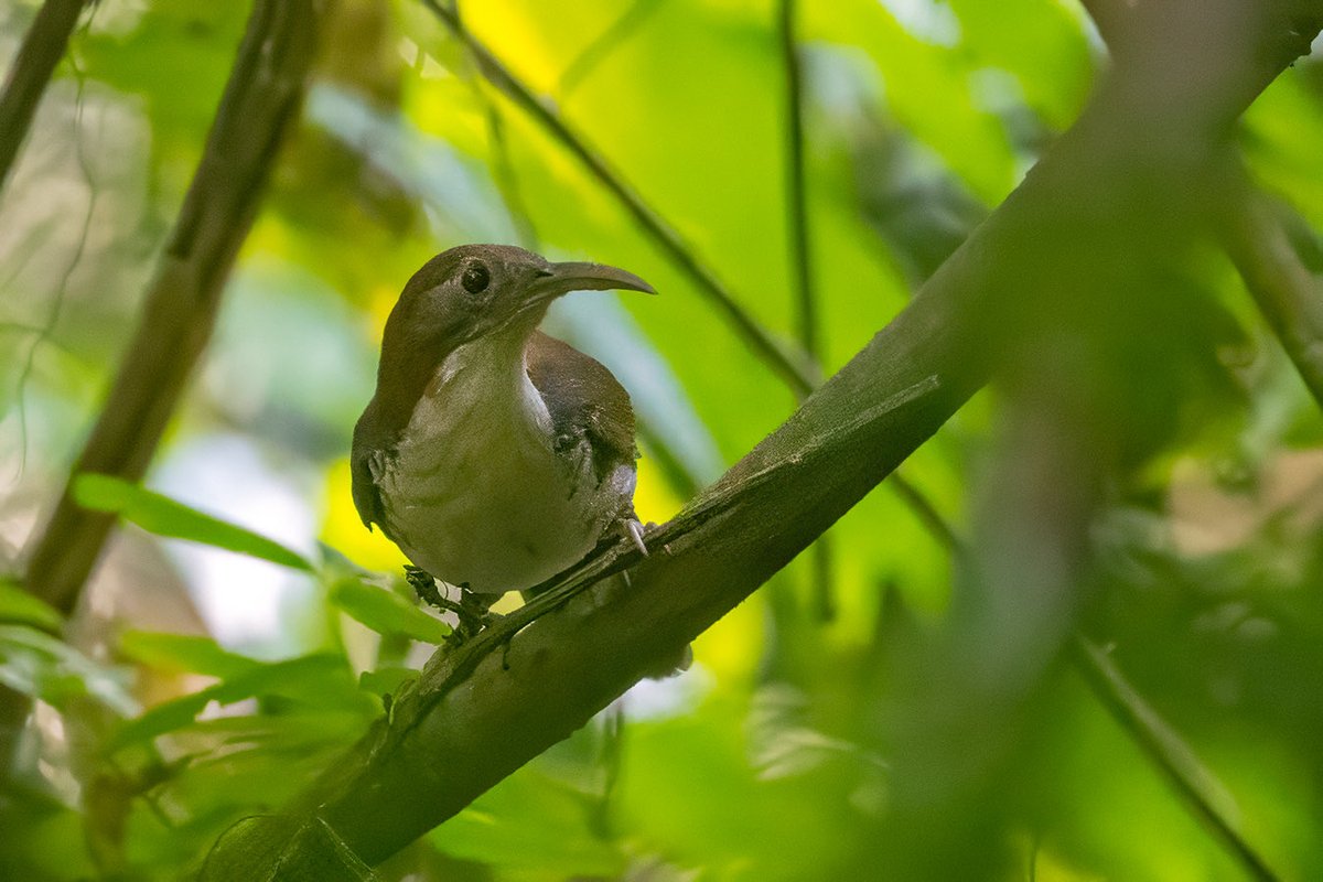 Kothiala's tweet image. The Large Scimitar-Babbler (Erythrogenys hypoleucos) thrives in the extensive cover of the broadleaf evergreen forests in Namdapha National Park

They are a secretive, ground-foraging bird known for its striking appearance and long, downward-curved bill

Happy Birding! #IndiAves