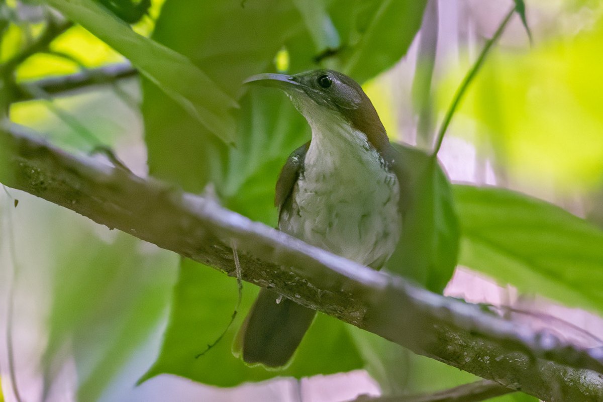 Kothiala's tweet image. The Large Scimitar-Babbler (Erythrogenys hypoleucos) thrives in the extensive cover of the broadleaf evergreen forests in Namdapha National Park

They are a secretive, ground-foraging bird known for its striking appearance and long, downward-curved bill

Happy Birding! #IndiAves
