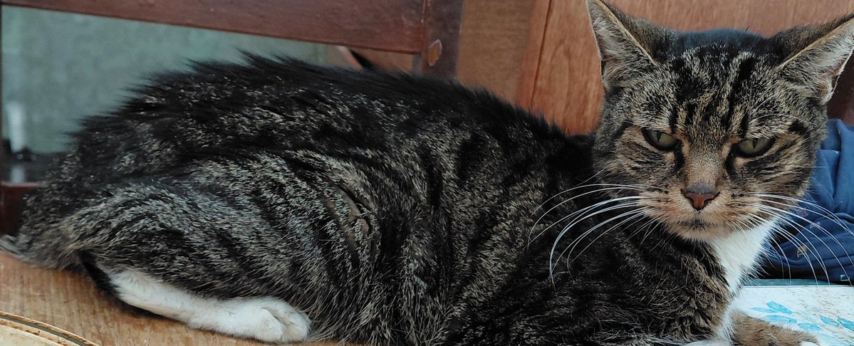 Susan Calman tweet media