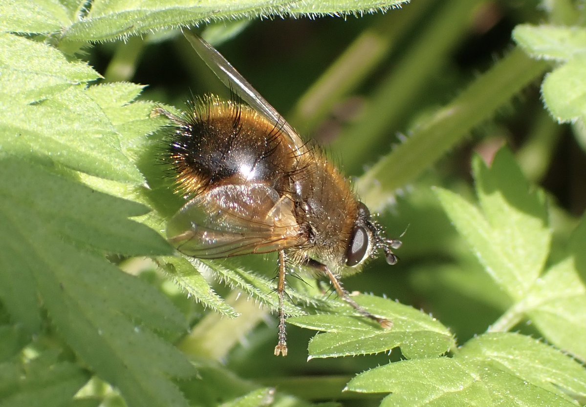 Rose Stephens🕷🐝🕸🐒🦇🐻🦊 tweet media