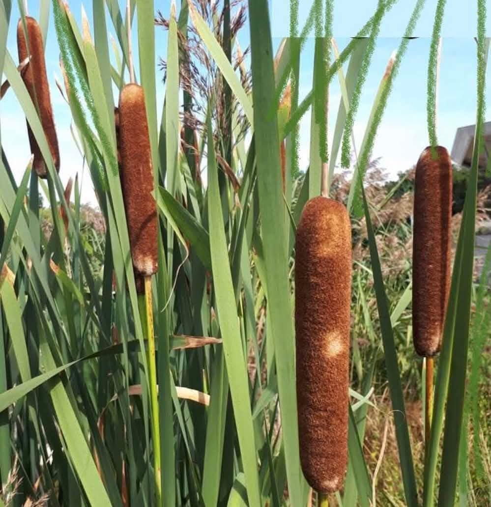 Johnny Cadillac tweet media