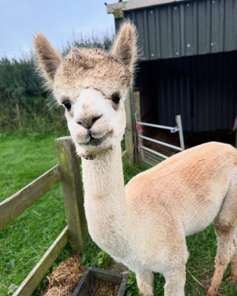 aroundaboutbrit's tweet image. Arrange a Pony or Alpaca Experience Whilst Staying @ Woodlands Manor Farm Cottages.

Guests can meet the four friendly ponies or the alpacas for an unforgetabble rural experience.

aroundaboutbritain.co.uk/Cornwall/14512

#WoodlandsManorFarm #Alpaca #Pony #Experience

@WoodlandsBude