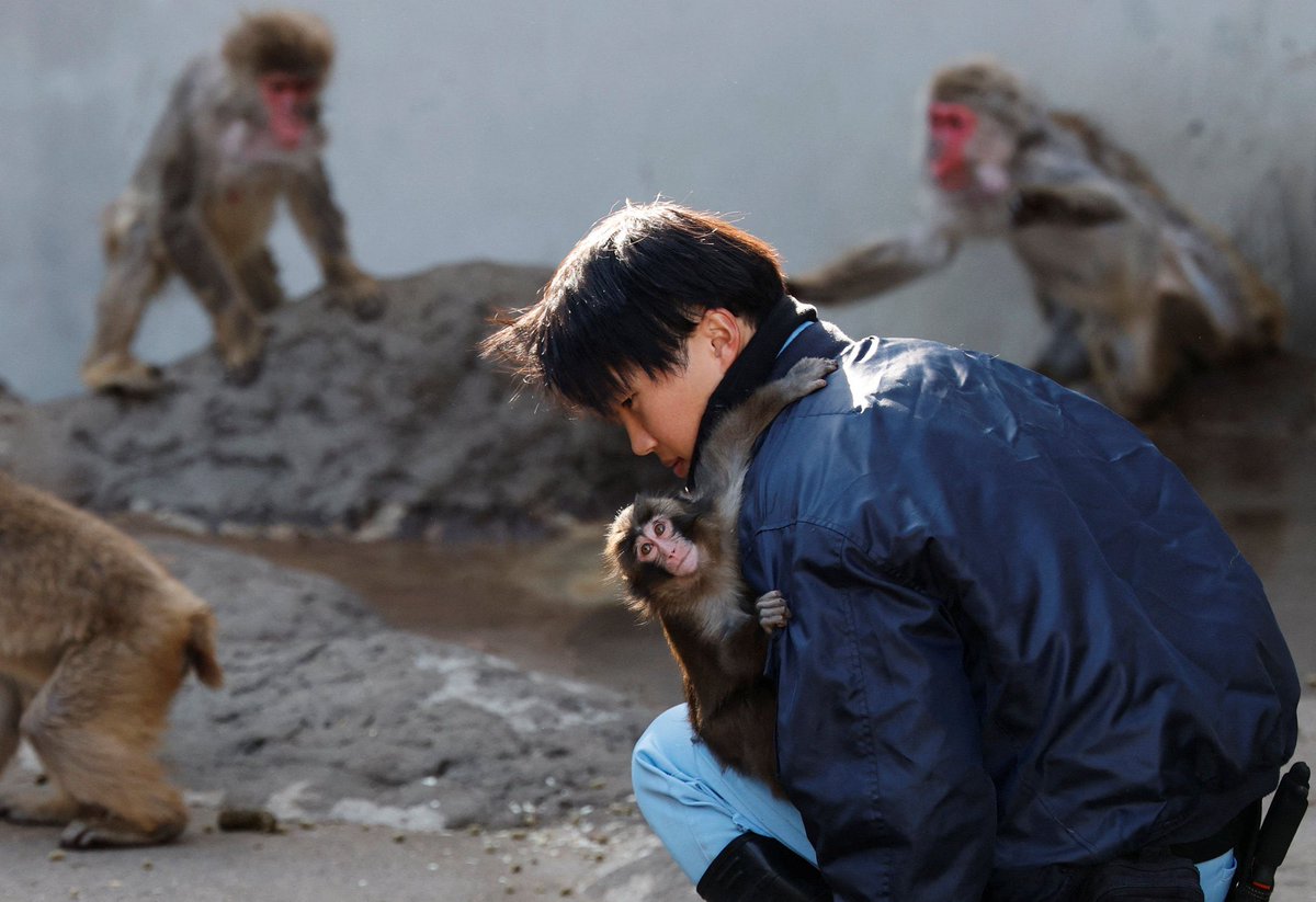 _ARTOFTWO's tweet photo. Every day I’m grateful I’m holding $PUNCH.

Just like Punch the monkey being held by his caretaker…

safe while the chaos happens around him.

That’s what conviction looks like.

🐒🥊 https://t.co/TlSbyAyMFY