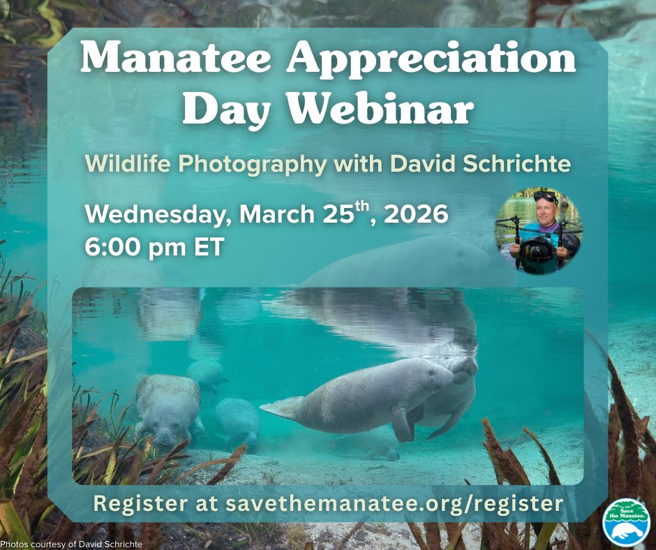 Save the Manatee tweet media