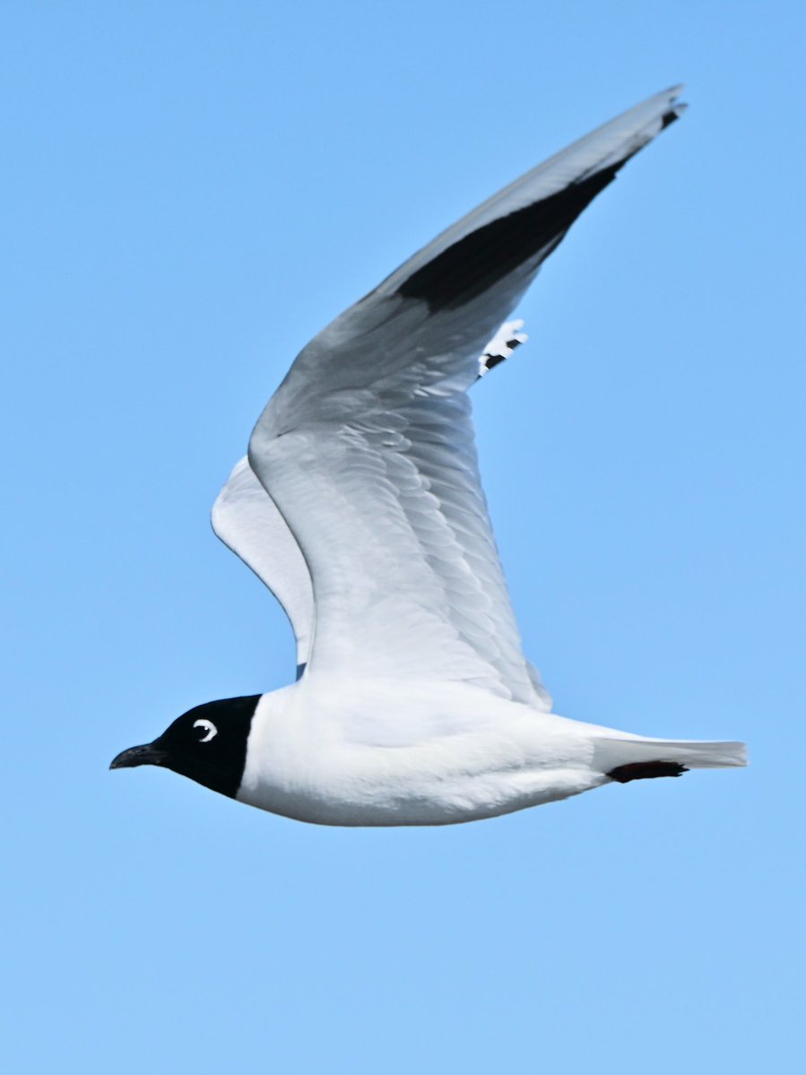 echna_ton tweet media