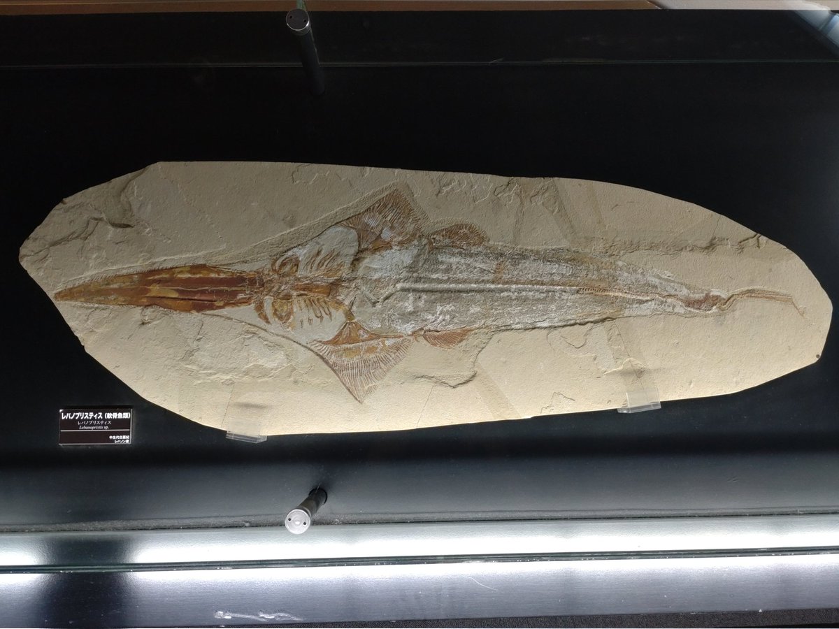 アクアマリンふくしまにもレバノプリスティスの化石があるけど､こっちはレバノプリスティス単体の化石
やっぱりほぼ今のノコギリエイと同じ形をしてる
