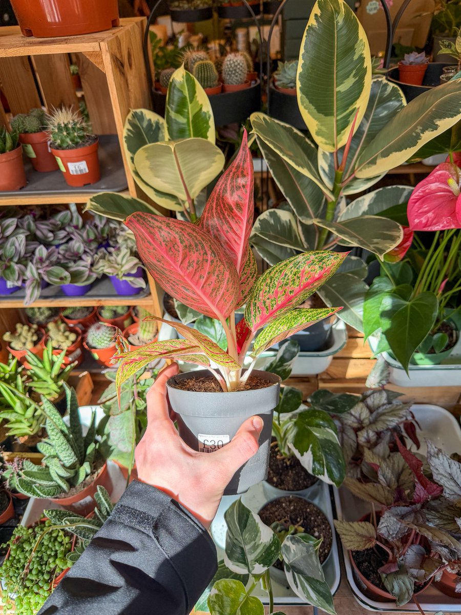 Jo🦎hua tweet media